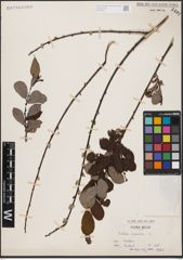 Foto von Salix aurita L.